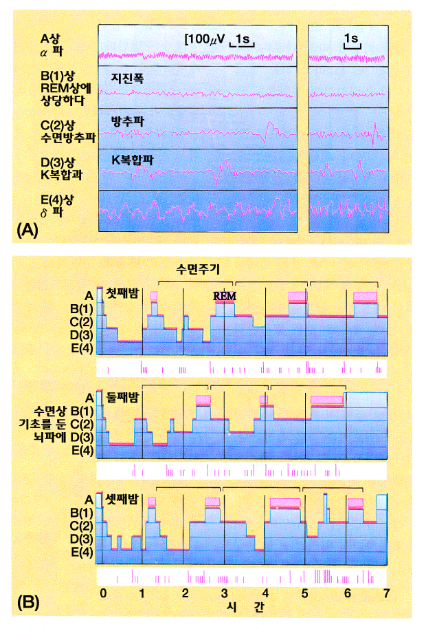 <그림 9> 뇌파에 기초를 둔 사람의 수면상 분류 
(A) 와 
야간에 있어서 이들 상의 출현빈도 (B)
